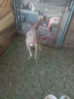 ‏غزلان‏3