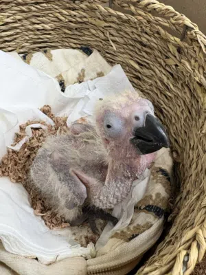 كاسكو عمره أسبوعين يقبل الغر