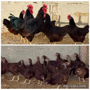 متاح بيع طقم فرنسي عسلي وطقم حجازي فارسي