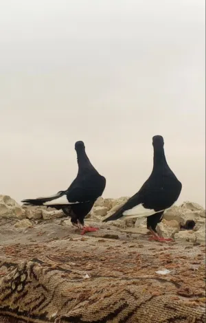 جوزين بالصلاة على النبي