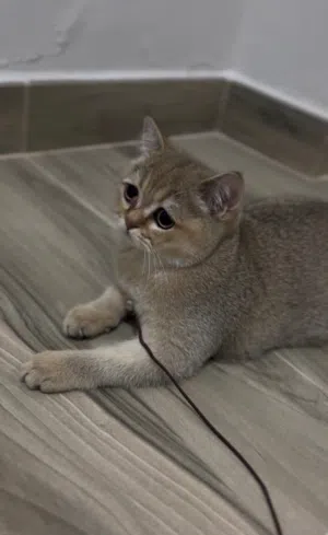 سكوتش ستريت للبيع