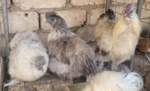 فروج و 2 دجاجات قطني