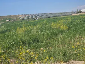 Mixed Use Land for Sale in Tafila Bseira