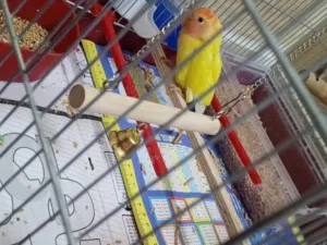 عصفور روز لاتيني اوبلاين اورنج عين حمرة  لاتيني اليف مع حجل طير هدد داخلي