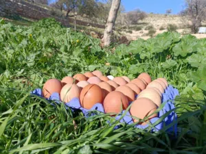 مطلوب بيض مخصب