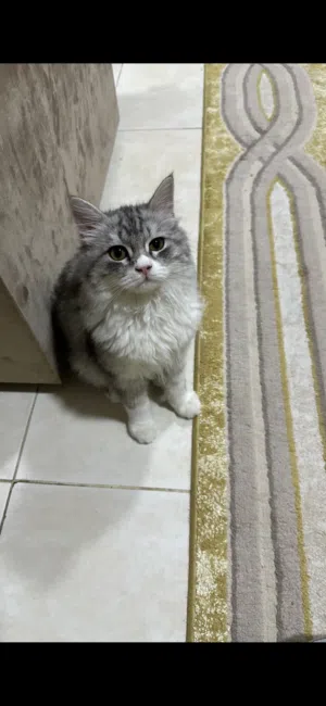 قط شيرازي هايسك