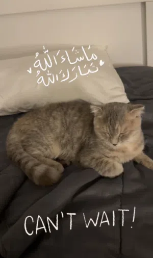 سكوتش فولد سنه و نص
