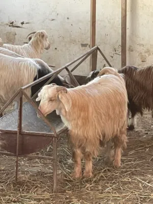 للبيع تيوسه