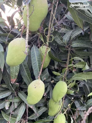2 Bedrooms Farms for Sale in Al Batinah Suwaiq