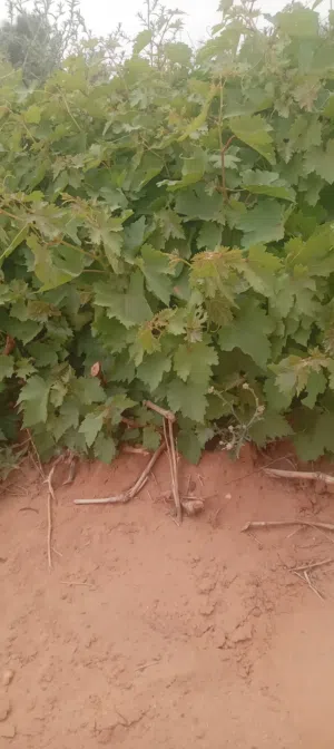 يوجد شتل عنب فراولة نوعية ممتازة للبيع