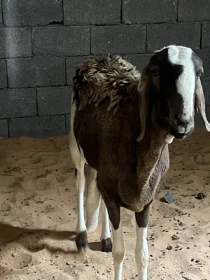 خروف سوداني