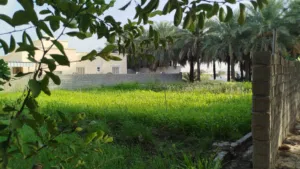 Farm Land for Sale in Al Batinah Rustaq