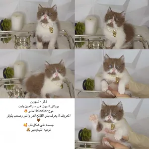 ‏شانشيلا‏2