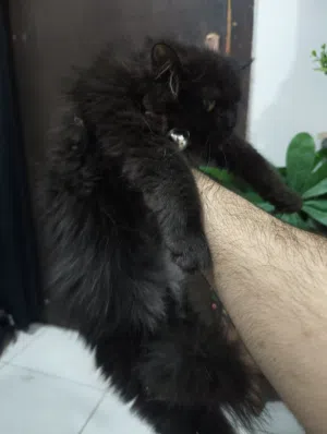 fluffy for adoption