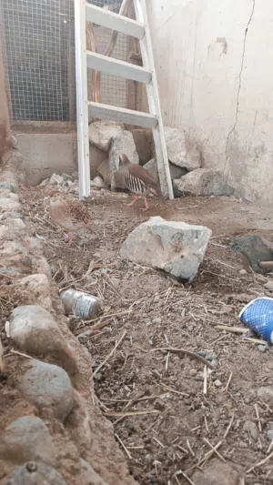 طيور بريه. التواصل على الواتس اب فقط