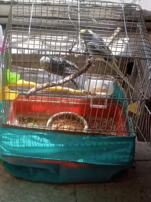 طيور حب و كناري للبيع