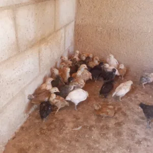 صيصان بلدي ولوهمن