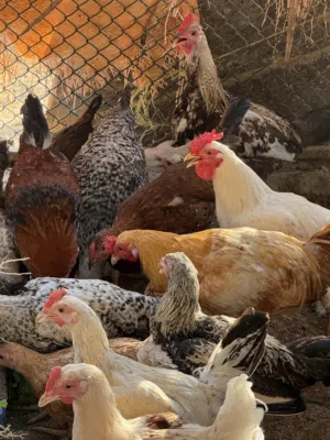 دجاج محلي فقط ديكه