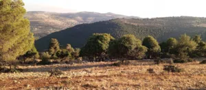 Mixed Use Land for Sale in Ajloun A'anjara