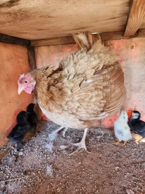 Chickens2