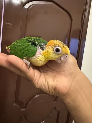 ‏ببغاء‏1