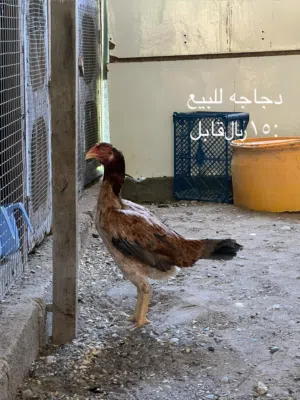 دجاج باكستاني للبيع الوصف