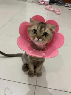 مكس سكوتش فولد وشيرازي ذكر للتبني Mix scotch fold and persian male for adoption