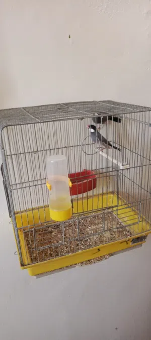 joel couple with cage