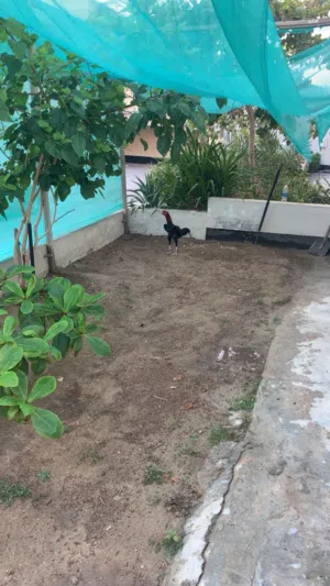 للبيع ديج باكستاني