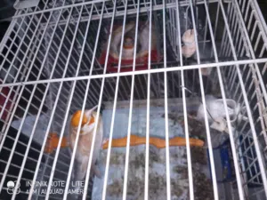 حساسين وكنارات وببغاء للبيع