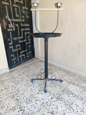 ستاندا ببغاء، جديدة