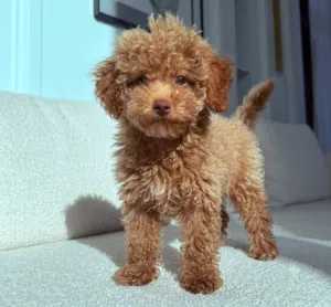 Super Toy Poodle puppy
