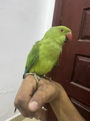 ببغاء دره هندي مفطوم جديد للبيع