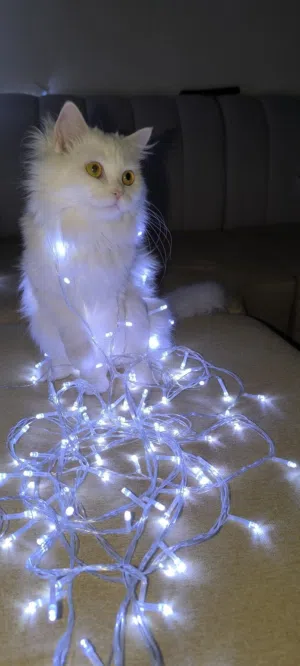 قطة انثى شيرازية