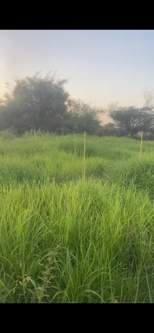للبيع بازري عماني شوف وصف مهم جدا