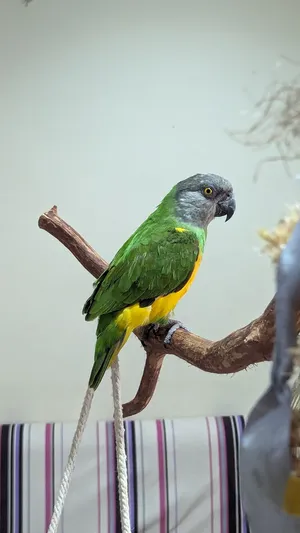 Single Senegal Parrot