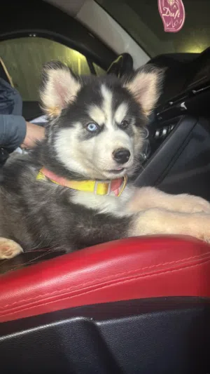 هاسكي بيور لونج هير