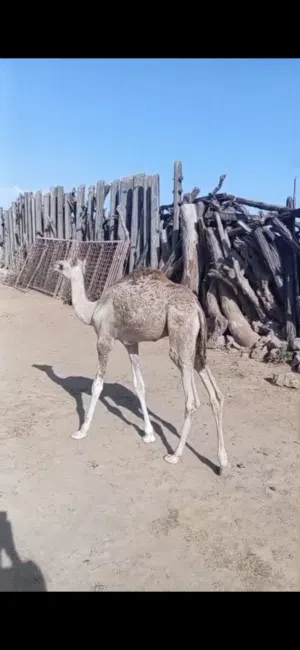 جعود صغير ونظيف