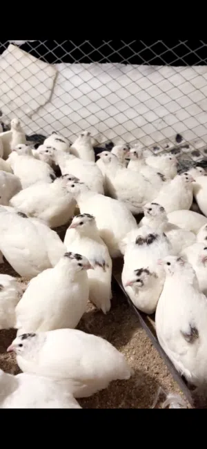 صوص سمان تكساس بيور اللاحم