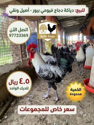 دياكه فيومي بيور للبيع