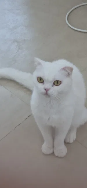 انثى سكوتش فولد بيضاء