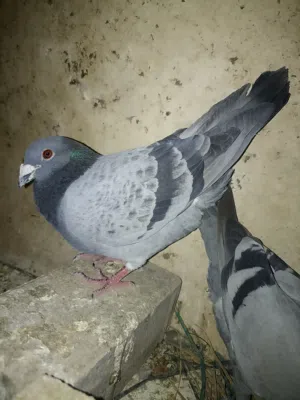 سلام عليكم زواجل