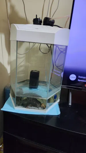 Aquarium with Filter and Oxygen