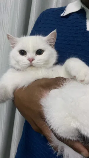 قــطه انـثى شــيرازيـه جمـيله حنونـه