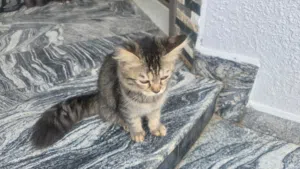 قطه شيرازيه بيتوته