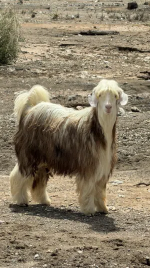 جدي رحبي اصل