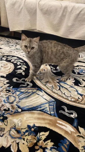 قطوه أنثى للتبني