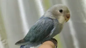 لاف بيرد بيعه سريعه