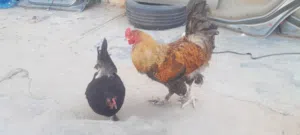 ديك و3 دجاجات