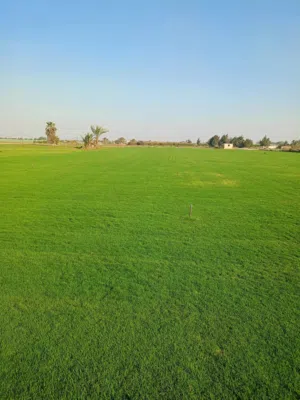 عبدالله ربيع 